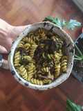 Fusilli con pesto de albahaca, tomates secos y champis