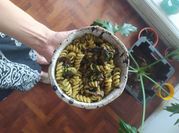 Una foto de salsa para pasta fusilli