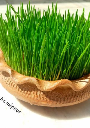 عکسی از دستور سبزه عید(گندم)🌾