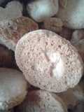 Galletitas con miel libres de gluten MAKALPA