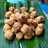 Bakso Goreng Ayam