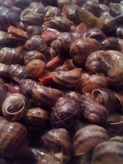 Una foto de Caracoles al ajoarriero