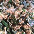 Sayur Urap ala mom gebi