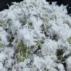 รูปของ Klepon