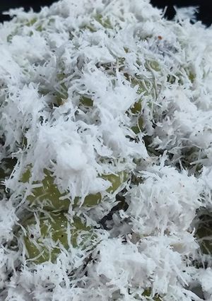 Foto resep Klepon
