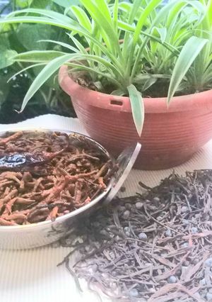 कैर सांगरी राजस्थानी पारम्परिक सब्जी (Kair Sangri Rajasthani Paramparik Sabzi recipe in Hindi) रेसिपी मुख्य फोटो