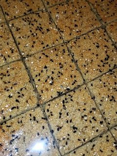 صورة لوصفة يانسونيه