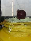 Pancake manggo for Mpasi