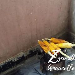 A picture of Homemade Roasted Bhutta.