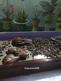 Puding Coklat Original