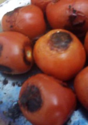 Una foto de Caldillo de jitomate asado para guisos rancheros geras