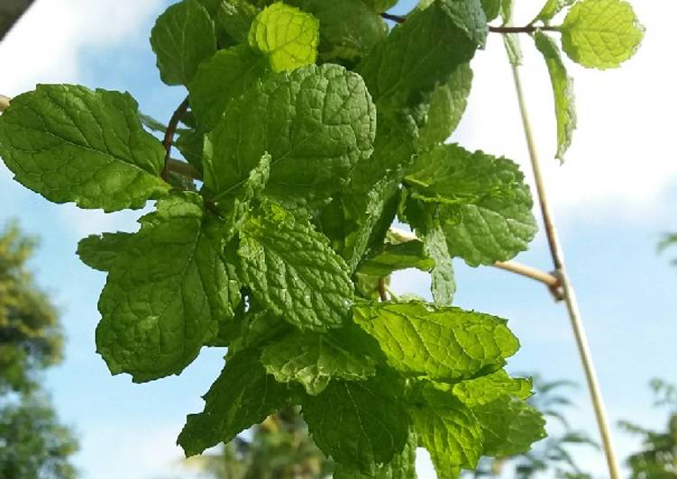 Cara Termudah Mengolah Teh Daun Mint Yang Enak