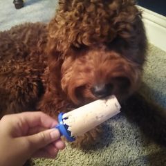 A picture of Dog Friendly Ice Cream.