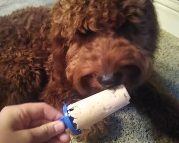 Popular Recipe Dog Friendly Ice Cream Delicious and Healthy