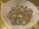 ببوش l'escargot