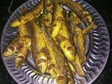 Small bata fish fry