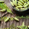 Caterpillars Cookies aka Kue Ulat Bulu