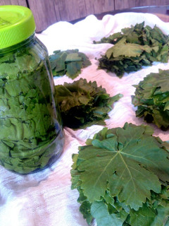عکسی از دستور شوراب برگ مو