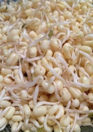 Foto resep Cara membuat kecambah homed