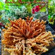 Cendawan Enoki Goreng Rangup
