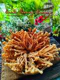 Cendawan Enoki Goreng Rangup