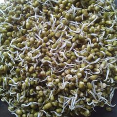 A picture of Sprouted moong.