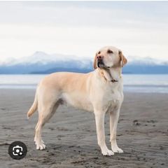 A picture of A dog.