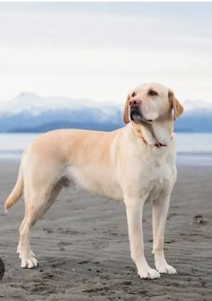 A picture of A dog.
