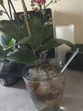 Refreshing Che Mủ Trôm (Vietnamese Herbal Dessert Drink)