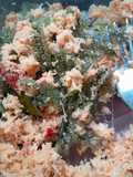 Urap Anggur Laut