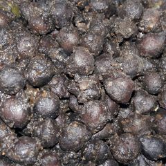 A picture of Healthy Black Chickpeas(Besani chole).