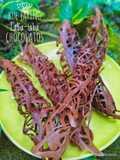 24. Kue Jaring Laba-laba Chocolatos