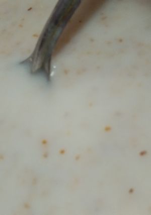 A picture of Daliya.