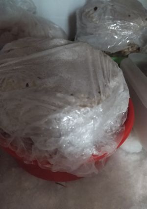 Una foto de Medallones de porotos violetas/negros