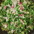 Sambal Hijau Matah Padang