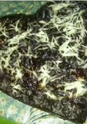 Foto resep Oreo cake simple