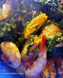 Daun singkong sambal udang