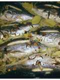 Baked fish