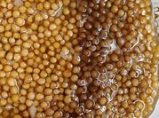 A picture of mustard seed