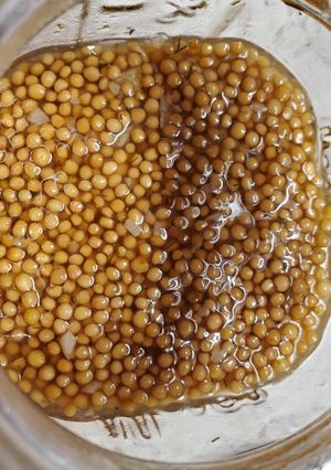 A picture of My Pickled Mustard Seeds.