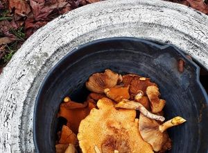 Una foto de Hongos al escabeche 🍄🌲