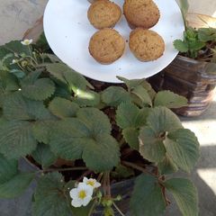Banana cupcakes #bakedsnacks A picture of Banana cupcakes #bakedsnacks.