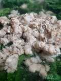 Canh rau tần ô nấu thịt băm