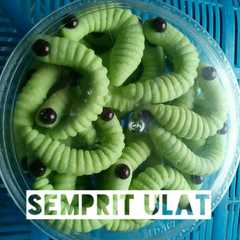 A picture of Kue semprit ulat.