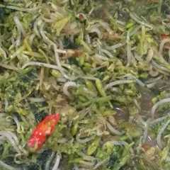 A picture of Tumis Bunga dan Daun Pepaya.