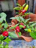 Aceite de ajo y ajíes P.P. (10 XL picante)