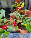 Aceite de ajo y ajíes P.P. (10 XL picante)
