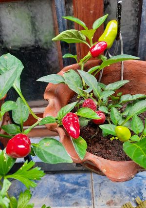 Una foto de Aceite de ajo y ajíes P.P. (10 XL picante)