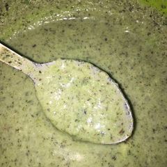A picture of Green chutney.