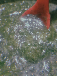 A picture of Moringa healthy chutney.